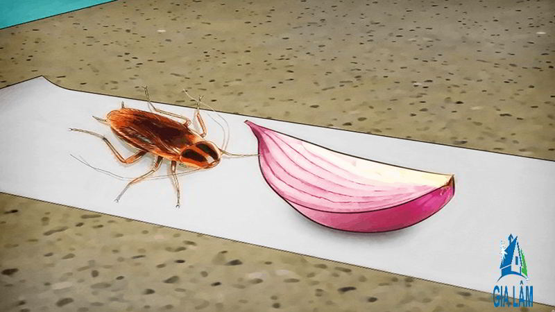 Bị Kiến Cắn Sưng Môi Nguyên Nhân Và Cách Khắc Phục An Toàn 11 Cách đuổi gián ra khỏi nhà hiệu quả đơn giản và nhanh chóng