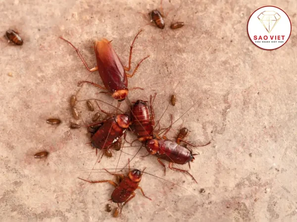 Bị Kiến Cắn Sưng Môi Nguyên Nhân Và Cách Khắc Phục An Toàn 7 Con gián con - Mối đe dọa tiềm ẩn trong nhà bạn