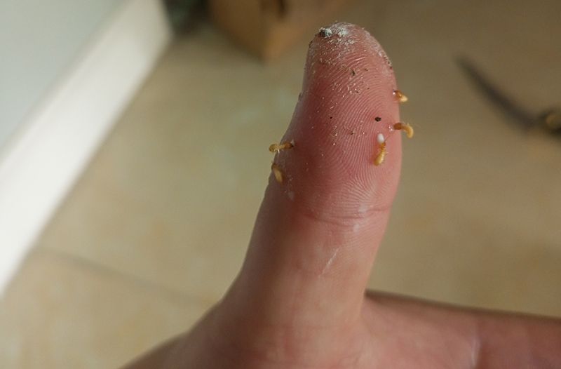 Con mối có cắn người không? Cảm giác sẽ ra sao? - Pestakill