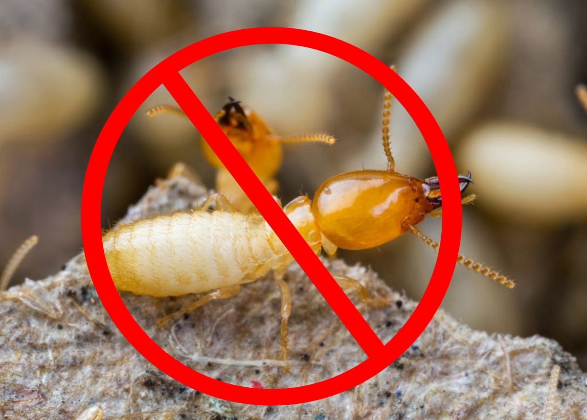 TOP 22 Cách Diệt Mối Tại Nhà, Hiệu Quả, Tận Gốc | TIKI