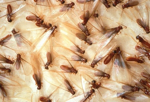 5 Biện Pháp Phòng Chống Mối Cho Công Trình Hiệu Quả 13 Mối cánh là gì và những nguy hiểm mà chúng mang lại hiện nay
