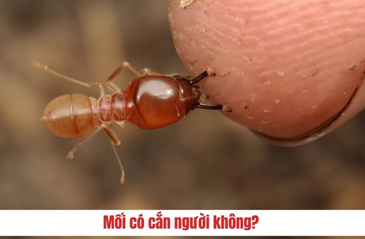 5 Bước Đặt Hộp Nhử Mối Tại Nhà Đúng Kỹ Thuật Hiệu Quả 9 BỊ MỐI CẮN CÓ SAO KHÔNG?