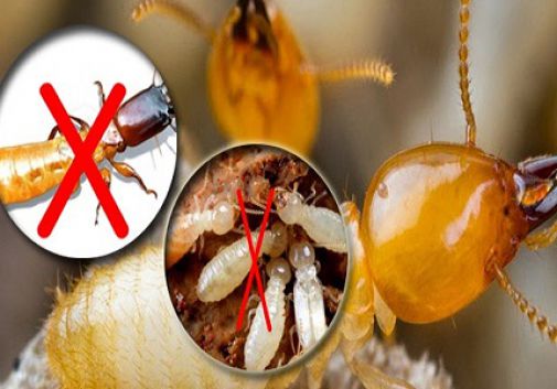 5 Bước Đặt Hộp Nhử Mối Tại Nhà Đúng Kỹ Thuật Hiệu Quả 9 DIỆT MỐI TẬN GỐC TẠI PHÚ YÊN - THĂNG LONG – Công Ty Diệt Mối Việt Nam Thăng Long
