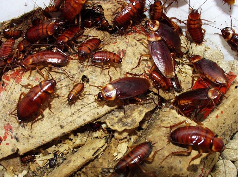 Bật mí những cách đuổi gián, diệt gián an toàn và hiệu quả nhất - Nhà thuốc  FPT Long Châu