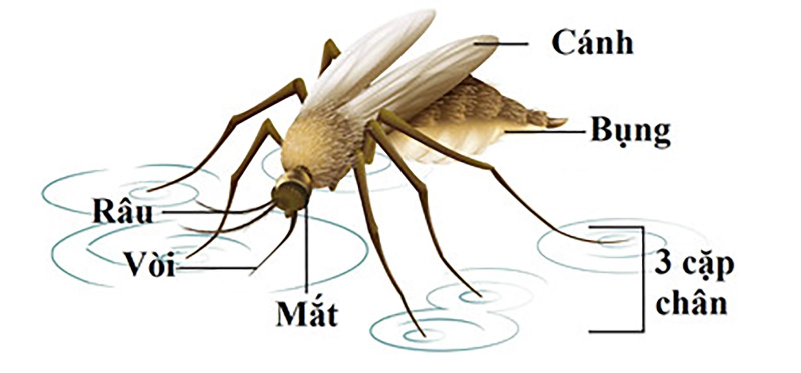 Khám phá vòng đời của Muỗi - CÔNG TY TNHH ĐIỀN TRANG