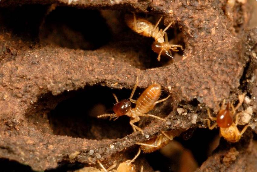 10 Cách Bảo Quản Gỗ Không Bị Mối Mọt Hiệu Quả Nhất 10 Bị mối cắn có sao không? Những tác hại của mối - Dịch Vụ Diệt Mối tại Nghệ An - 0911462682