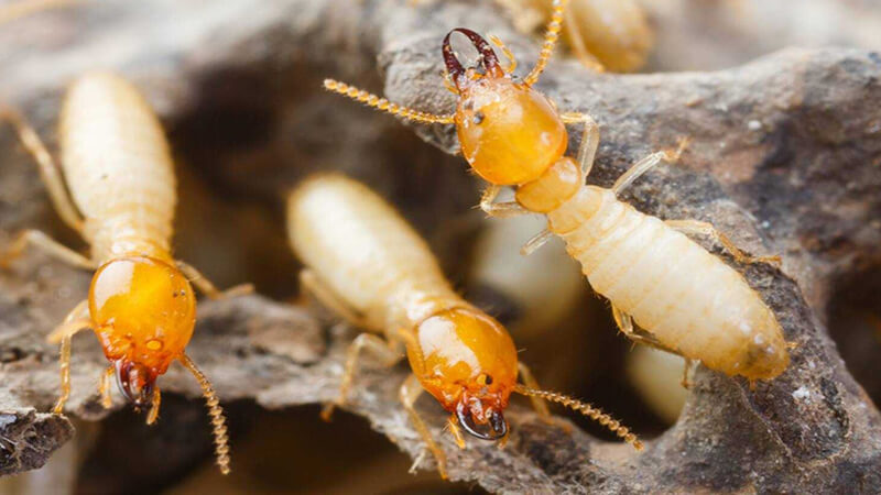 10 Cách Bảo Quản Gỗ Không Bị Mối Mọt Hiệu Quả Nhất 13 Mối là gì? 10 cách diệt mối mọt đơn giản, hiệu quả