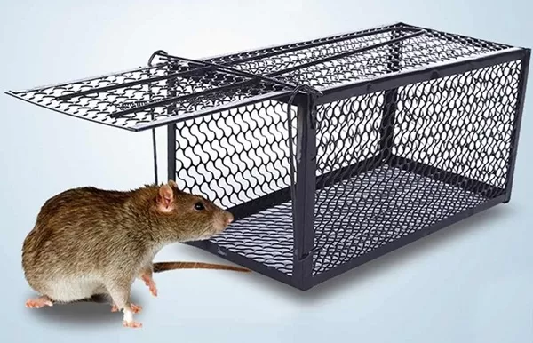 5 Cách Bẫy Chuột Cống Lang Tại Nhà Hiệu Quả Tức Thì 8 Hướng dẫn 27+ cách bẫy chuột đơn giản, hiệu quả