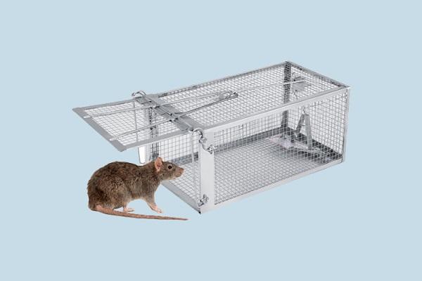 5 Cách Bẫy Chuột Cống Lang Tại Nhà Hiệu Quả Tức Thì 12 Hướng dẫn 27+ cách bẫy chuột đơn giản, hiệu quả