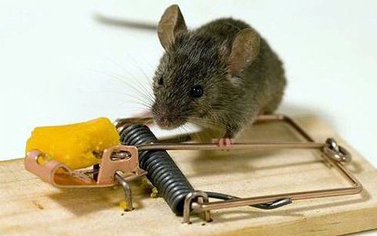 5 Cách Bẫy Chuột Cống Lang Tại Nhà Hiệu Quả Tức Thì 10 Những cách bẫy chuột trong nhà vô cùng hiệu quả