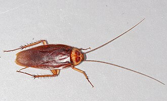 7 Cách Bẫy Gián Của Người Nhật Hiệu Quả Và An Toàn 12 Gián nhà – Wikipedia tiếng Việt