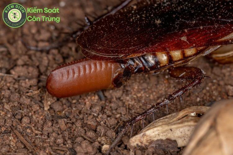 Gián đẻ trứng hay đẻ con? Sự thật bất ngờ bạn cần biết