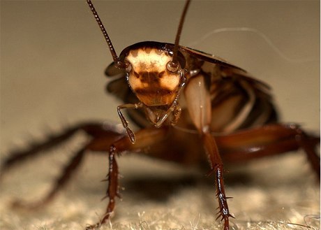 Hệ sinh thái sẽ rối loạn nếu gián biến mất - KhoaHoc.tv