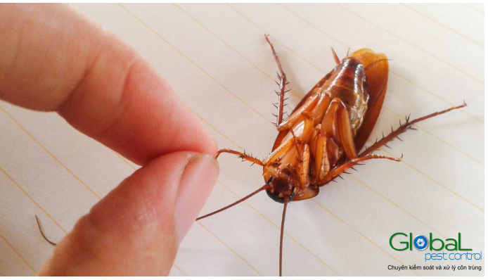 Gián sống được bao lâu? | Tuổi thọ của một con gián