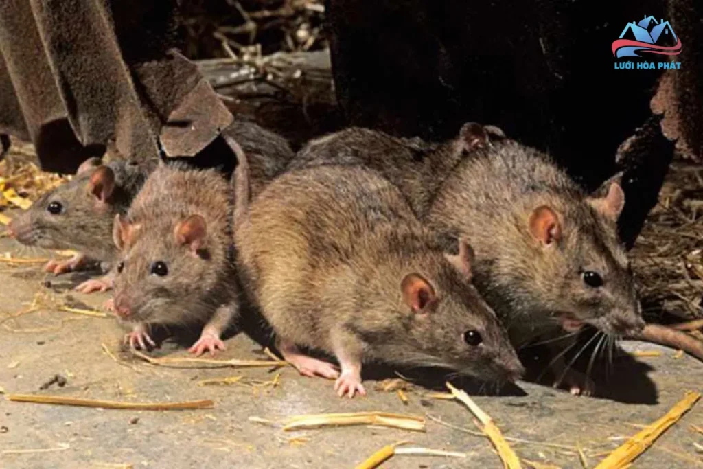 Cách Diệt Chuột Trong Chuồng Gà An Toàn Và Hiệu Quả 7 Cách Diệt Chuột Cống Hiệu Quả Tức Thì Siêu Đơn Giản