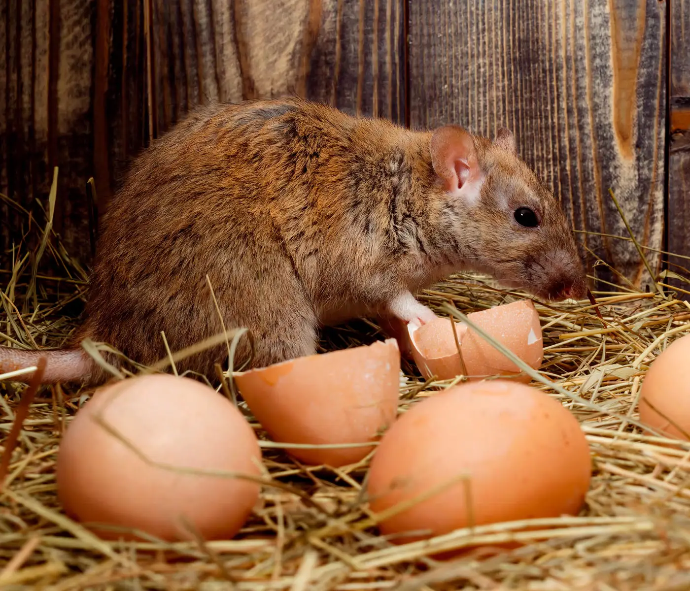 Cách Diệt Chuột Trong Chuồng Gà An Toàn Và Hiệu Quả 13 Diệt Chuột Trong Trại Gà: Nguyên Nhân Và Các Giải Pháp Hiệu Quả