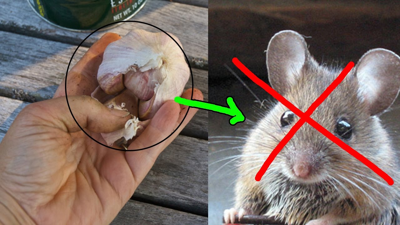 Cách Diệt Chuột Trong Chuồng Gà An Toàn Và Hiệu Quả 9 Hướng dẫn diệt chuột trong trại gà - Gà Thả Vườn