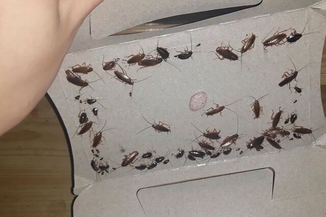 Cách Diệt Gián Đức Hiệu Quả Tận Gốc Bằng Mẹo Tại Nhà 9 6 Cách bẫy gián hiệu quả nhất, không cần dùng thuốc