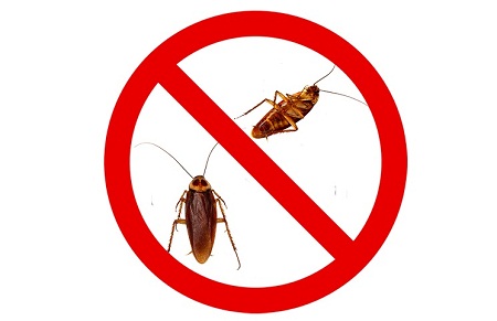 Cách Diệt Gián Đức Hiệu Quả Tận Gốc Bằng Mẹo Tại Nhà 8 Giới thiệu cách diệt gián trong nhà | Diệt côn trùng Bình Đan