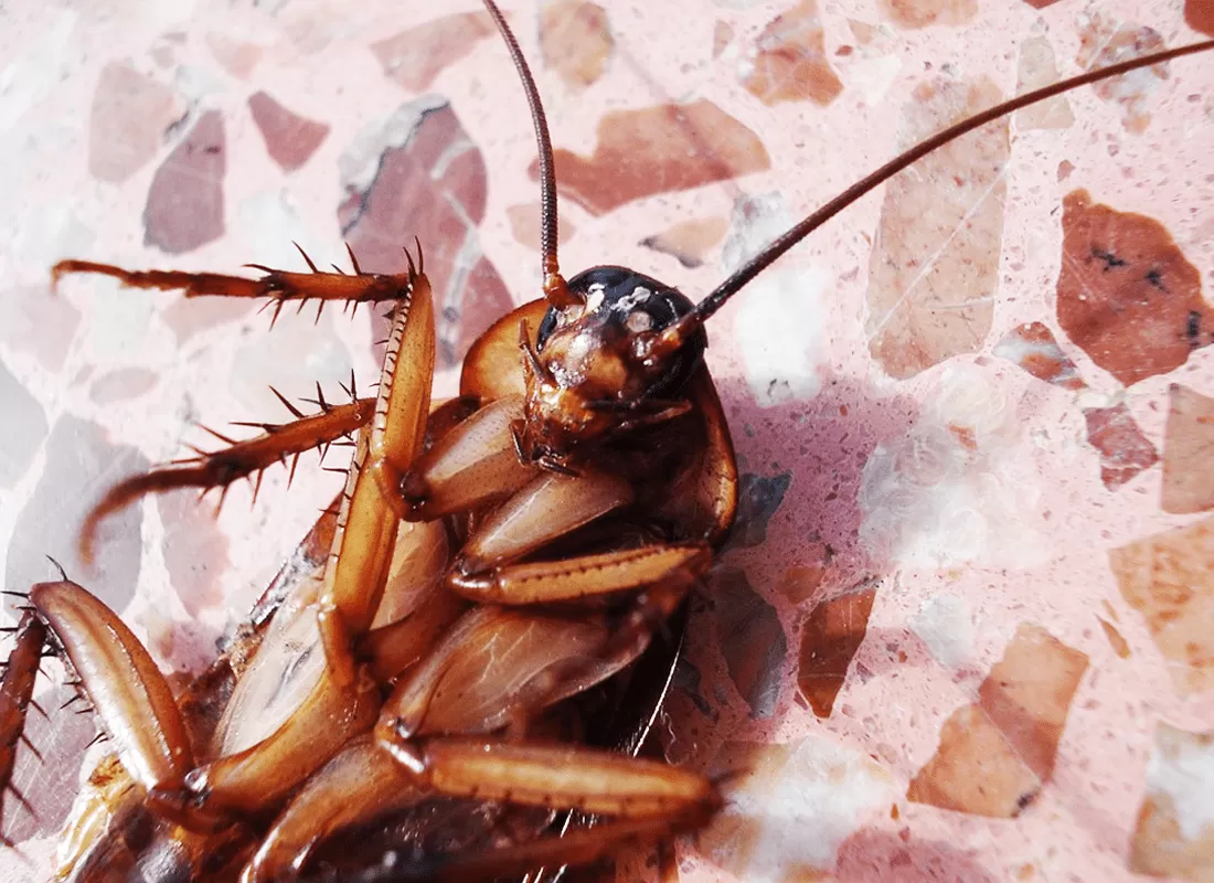 Cách Diệt Gián Đức Hiệu Quả Tận Gốc Bằng Mẹo Tại Nhà 13 Gián Đức xuất hiện nhiều ở đâu ? Vì sao có tên gọi là gián Đức?