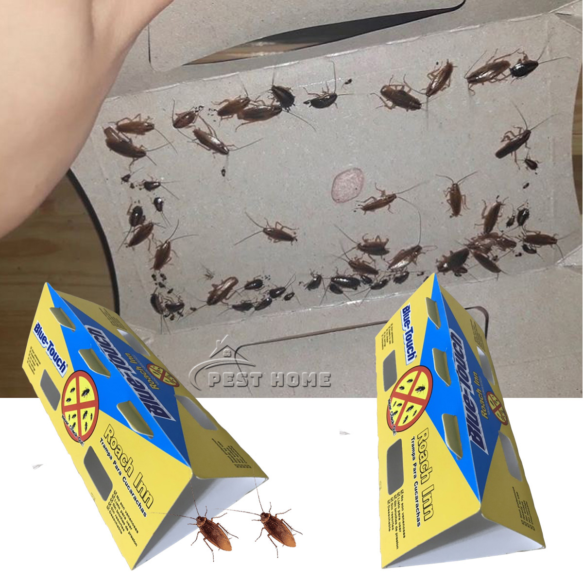 Cách Diệt Gián Đức Hiệu Quả Tận Gốc Bằng Mẹo Tại Nhà 10 Keo bẫy gián Bule Touch đa năng bẫy được nhiều côn trùng khác