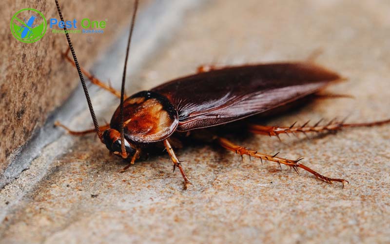 Cách Diệt Gián Tại Văn Phòng Tận Gốc An Toàn Hiệu Quả 13 Vì sao nhà có nhiều gián ? Gián ẩn nấu ở đâu | Pestone