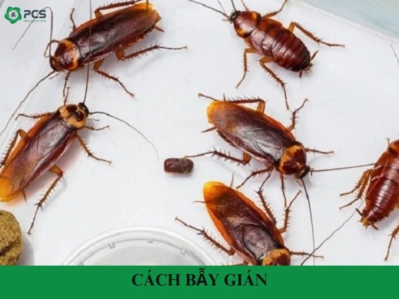 Cách Diệt Gián Tại Văn Phòng Tận Gốc An Toàn Hiệu Quả 9 Khám phá các cách bẫy gián đơn giản, hiệu quả