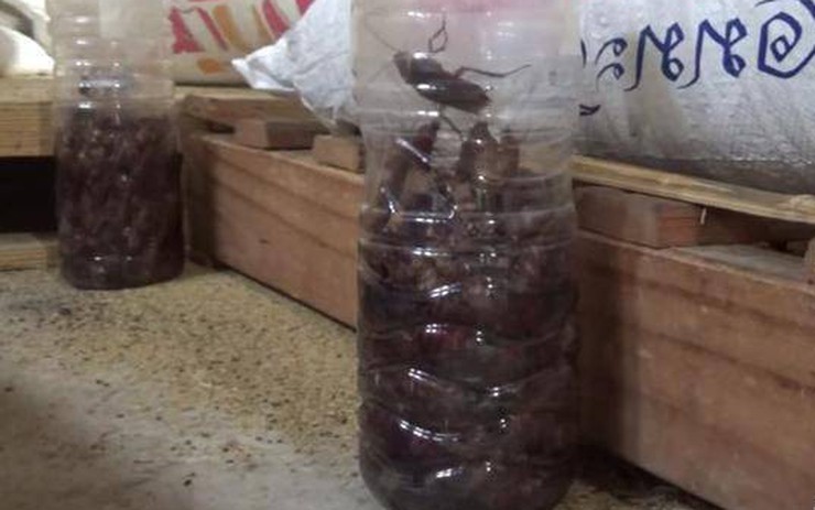 15 Cách Diệt Gián Trong Phòng Trọ Tận Gốc An Toàn Hiệu Quả 7 Cách người Thái diệt trăm con gián chỉ với một chai nhựa khiến cả thế giới muốn học theo