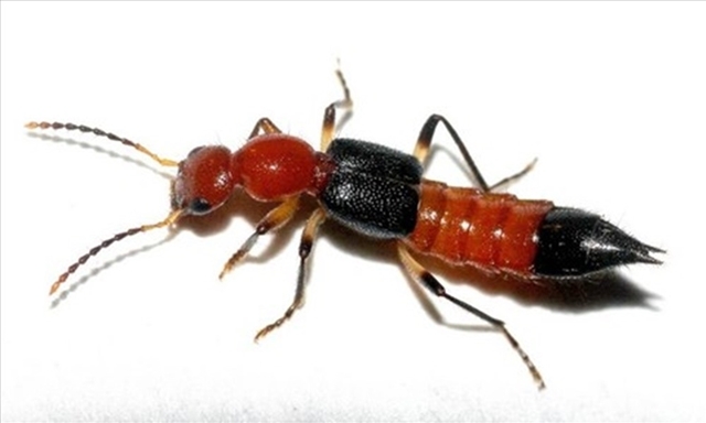 Cách Diệt Kiến Ba Khoang Tận Gốc An Toàn Tại Nhà 9 Cảnh giác với kiến ba khoang | Bệnh viện Nhi Trung ương