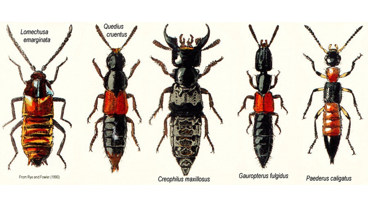 Cách Diệt Kiến Ba Khoang Tận Gốc An Toàn Tại Nhà 11 Kiến ba khoang nguy hiểm thế nào và cách xử lý?
