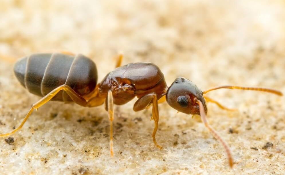 10 Cách Diệt Kiến Hôi Hiệu Quả Tận Gốc Và An Toàn Tại Nhà 9 Cách diệt kiến hôi trong nhà nhanh nhất và không dám quay lại