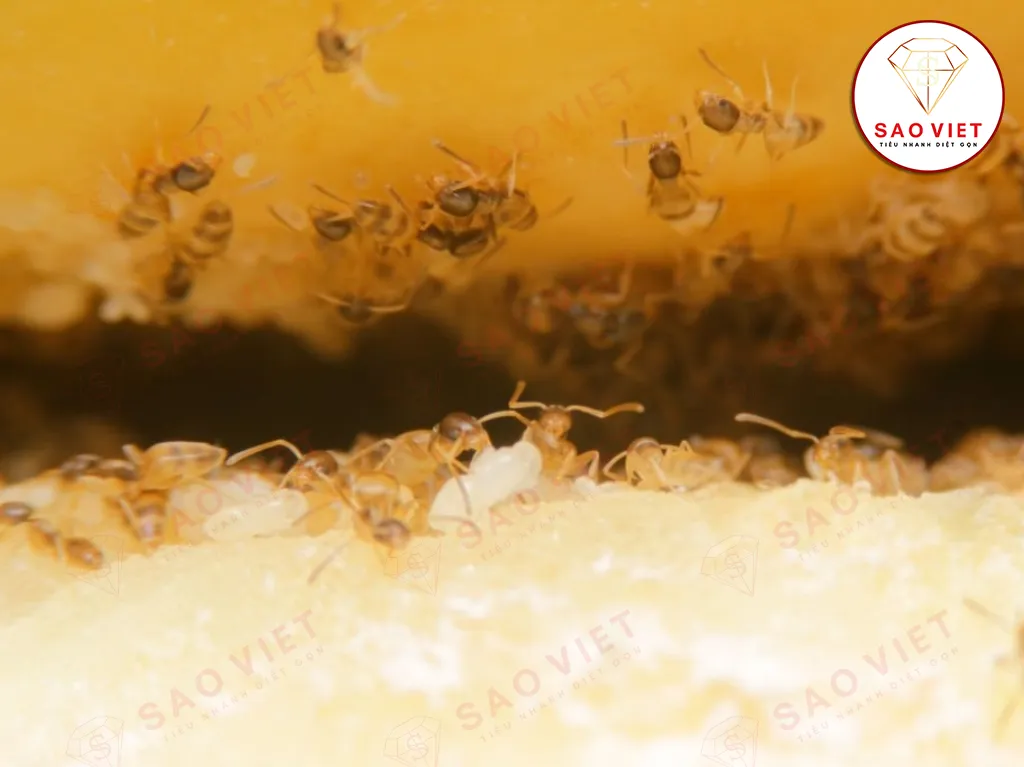 10 Cách Diệt Kiến Hôi Hiệu Quả Tận Gốc Và An Toàn Tại Nhà 12 Kiến hôi - Mối đe dọa trong nhà bạn và cách xử lý hiệu quả