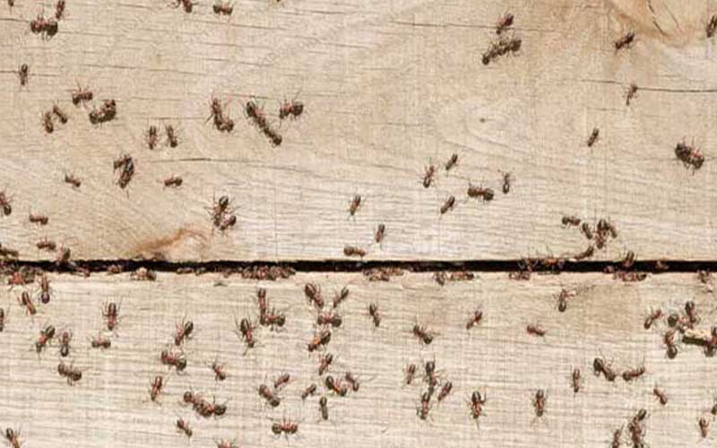 Cách Diệt Kiến Trong Đất Tận Gốc An Toàn Cho Cây Trồng 12 Dịch vụ phun thuốc diệt kiến tại , Tiền Giang, Tiền Giang – Công Ty Diệt Mối Việt Nam Thăng Long