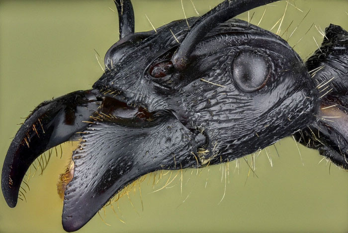 Cách Diệt Kiến Trong Đất Tận Gốc An Toàn Cho Cây Trồng 13 Vì sao kiến đạn cắn đau nhất thế giới? | Báo điện tử Tiền Phong