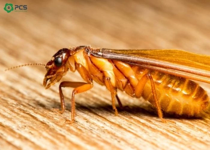 Cách Diệt Mối Ăn Cây Trồng Tận Gốc An Toàn Và Hiệu Quả 8 Con mối cánh có hại không? Cách diệt mối cánh hiệu quả