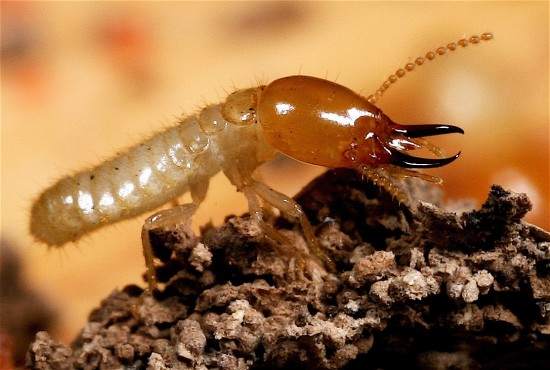 Cách Diệt Mối Ăn Cây Trồng Tận Gốc An Toàn Và Hiệu Quả 13 Làm cách nào để diệt mối tận gốc