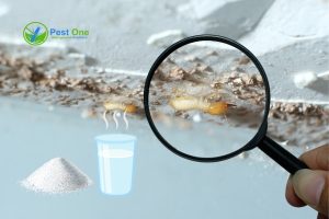 Bị mối cắn có sao không? Giải đáp lo lắng cho bạn