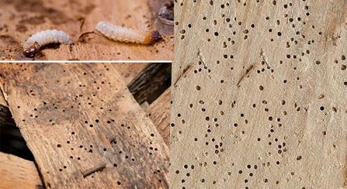 3 Cách Diệt Mối Bằng Muối Tại Nhà An Toàn Hiệu Quả 13 5 cách diệt mối trong nhà hiệu quả