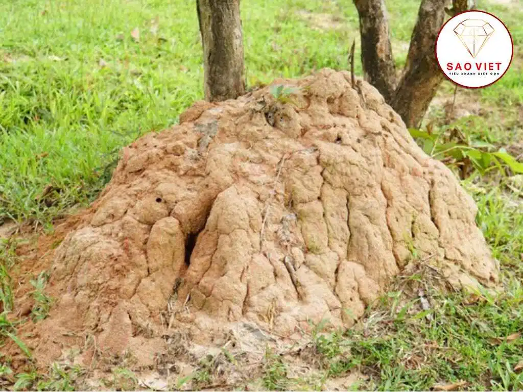 5 Cách Diệt Mối Chúa Tận Gốc An Toàn Ngay Tại Nhà 7 Loài mối làm tổ như thế nào? Cấu tạo tổ mối & Cách phòng chống