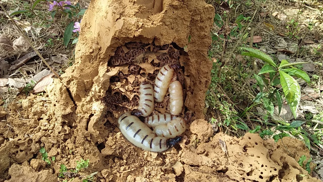 5 Cách Diệt Mối Chúa Tận Gốc An Toàn Ngay Tại Nhà 9 Đặc điểm cấu tạo của tổ mối | Diệt mối 24h