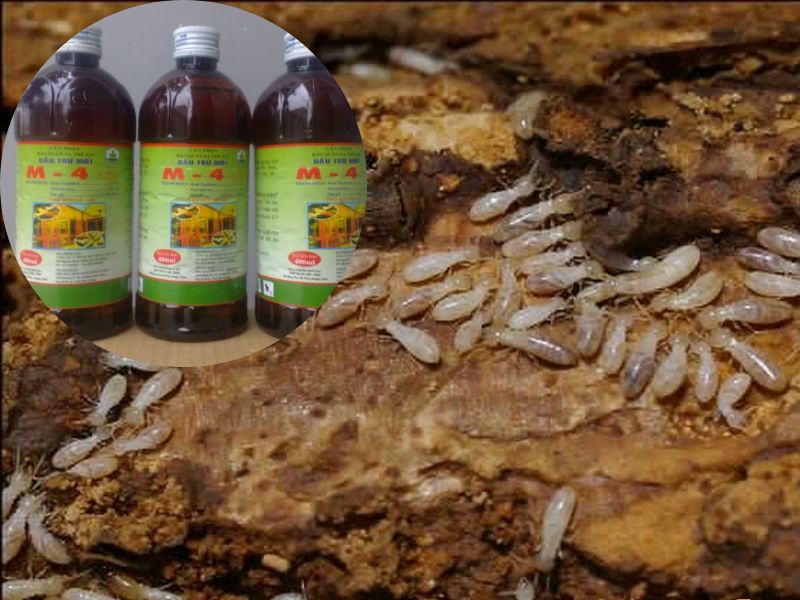 5 Cách Diệt Mối Chúa Tận Gốc An Toàn Ngay Tại Nhà 12 Hướng dẫn chi tiết diệt mối mọt tại nhà hiệu quả