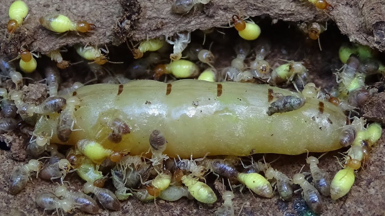 5 Cách Diệt Mối Chúa Tận Gốc An Toàn Ngay Tại Nhà 13 Đào xem Mối Chúa trong tổ mối