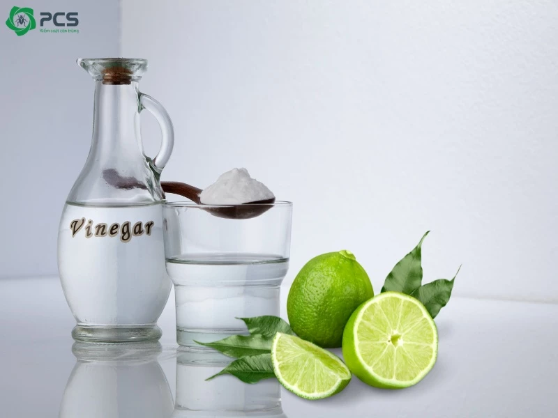 Cách Diệt Mối Dưới Nền Nhà Tận Gốc An Toàn Hiệu Quả 10 Top 10 cách diệt mối đất tại nhà bạn nên biết