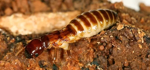 Cách Diệt Mối Dưới Nền Nhà Tận Gốc An Toàn Hiệu Quả 13 Top 9 cách diệt mối tại nhà tận gốc vô cùng đơn giản, hiệu quả