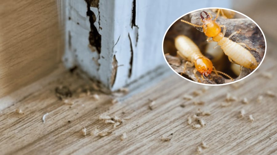 Cách Diệt Mối Tận Gốc Tại Nhà An Toàn Và Hiệu Quả Nhất 10 6 cách diệt mối bằng nguyên liệu tự nhiên, có sẵn tại nhà
