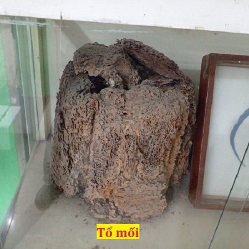 Cách Diệt Mối Tận Gốc Tại Nhà An Toàn Và Hiệu Quả Nhất 8 Mối có làm tổ trực tiếp trên gỗ không? công ty diệt mối Anh Tuấn