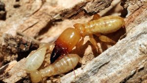 Con mọt gỗ có cắn người không? - Nhà thuốc Long Châu