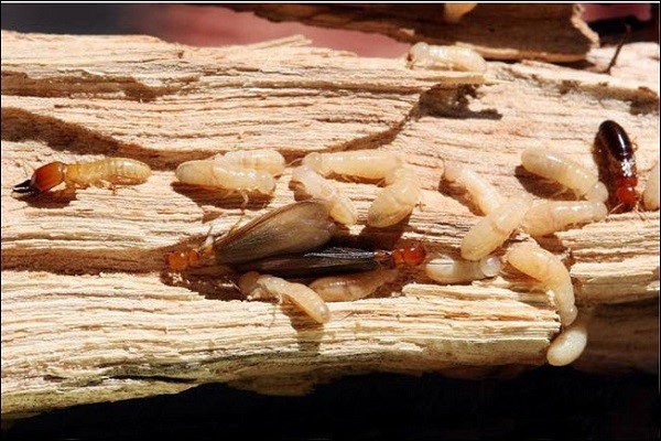 Cách Diệt Mối Trong Tủ Quần Áo Tận Gốc An Toàn Hiệu Quả 12 Cách Phát Hiện Tổ Mối Trong Nhà Chính Xác - Diệt Mối Thành Công
