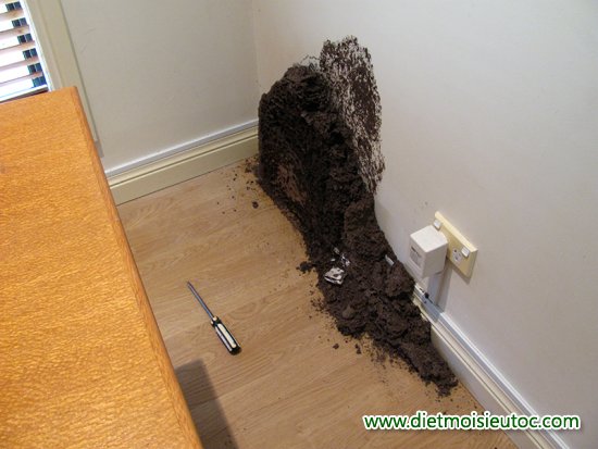 Cách Diệt Mối Trong Tường Nhà Tận Gốc An Toàn Hiệu Quả 9 10 hình ảnh tổ mối trong nhà đáng sợ nhất