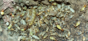 Côn trùng cắn, vết thương nhỏ nhưng mối hiểm họa khó lường